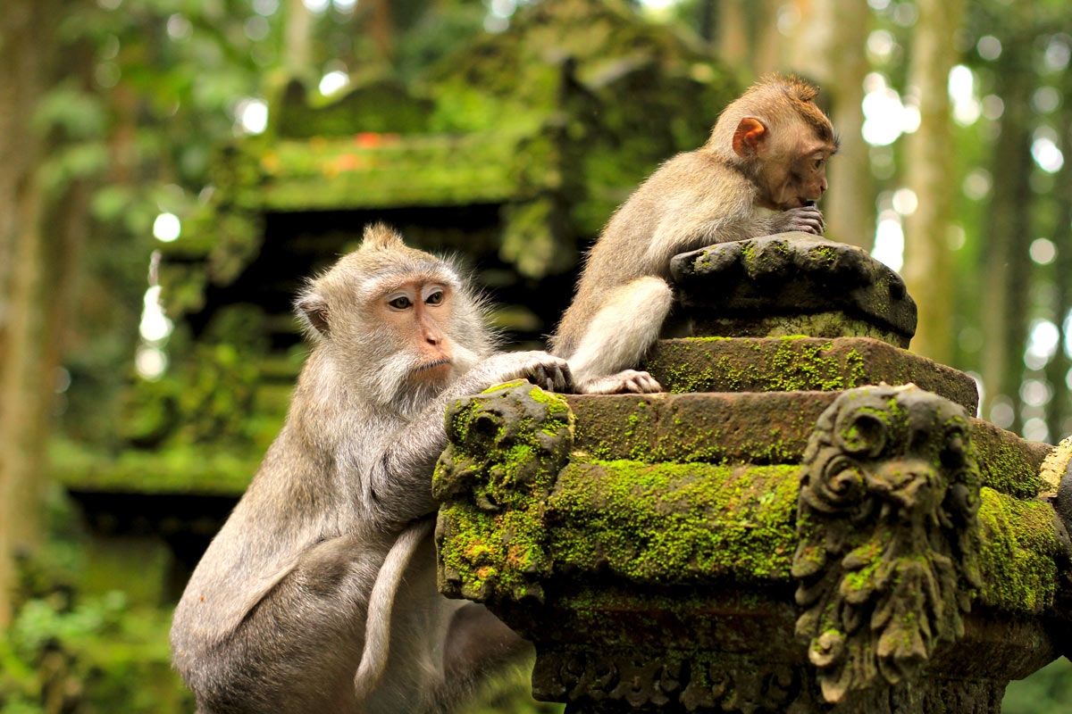 غابة القرود أوبود Ubud Monkey Forest