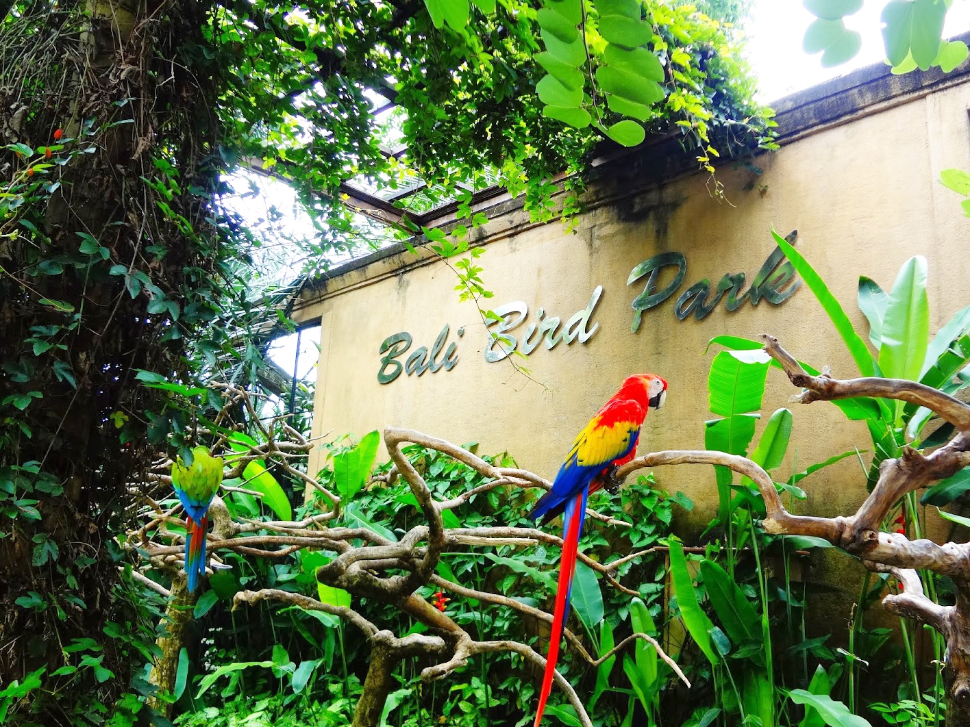 حديقة طيور بالي Bali Bird Park